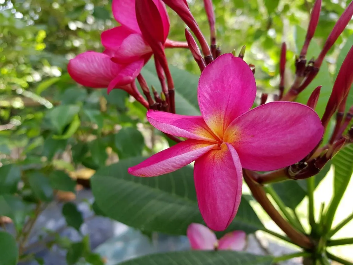 Estalagem Pousada Vila Guyrá Florianópolis